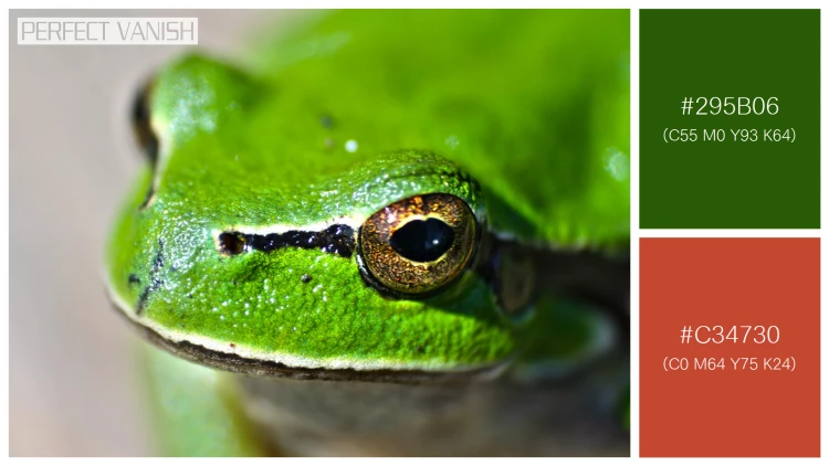 カエルの無料配色パターン 2 フリー close up frog