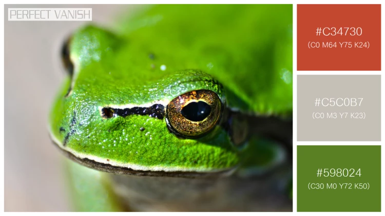 カエルの無料配色パターン 3 フリー close up frog