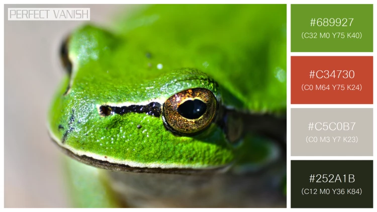 カエルの無料配色パターン 4 フリー close up frog