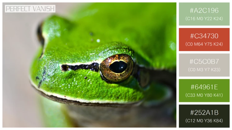 カエルの無料配色パターン 5 フリー close up frog