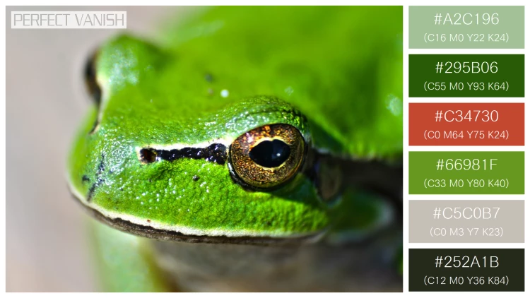 カエルの無料配色パターン 6 フリー close up frog