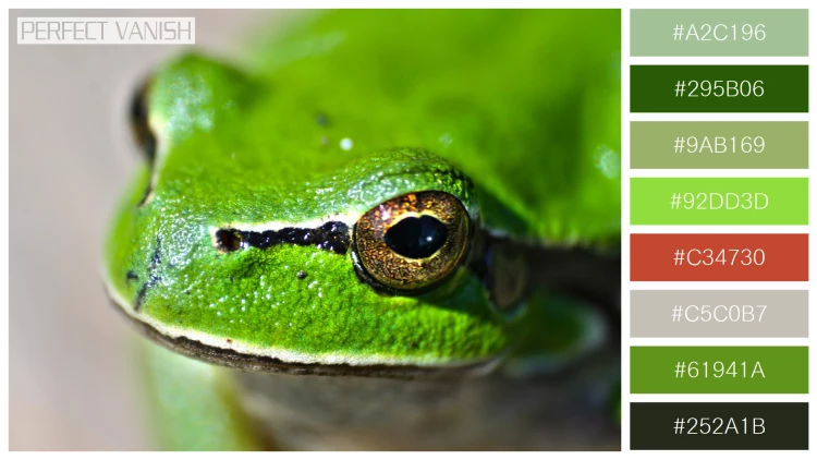 カエルの無料配色パターン 8 フリー close up frog