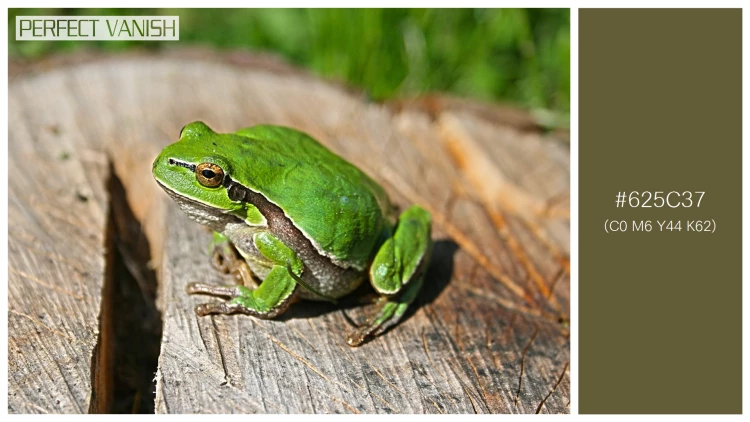 カエルの無料配色パターン 1 フリー green frog log