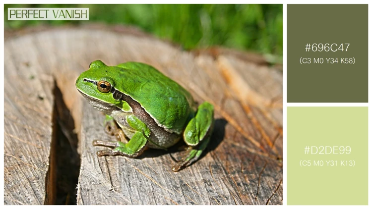カエルの無料配色パターン 2 フリー green frog log