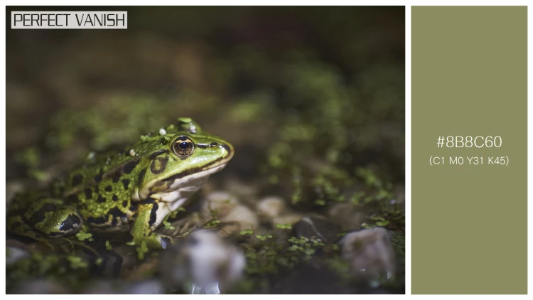 カエルの無料配色パターン 1 フリー closeup green frog