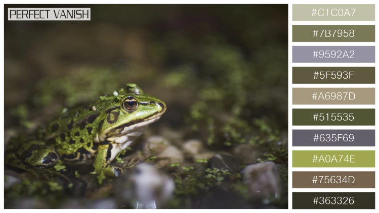 カエルの無料配色パターン 10 フリー closeup green frog