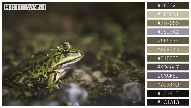 カエルの無料配色パターン 12 フリー closeup green frog