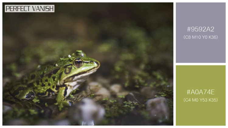 カエルの無料配色パターン 2 フリー closeup green frog