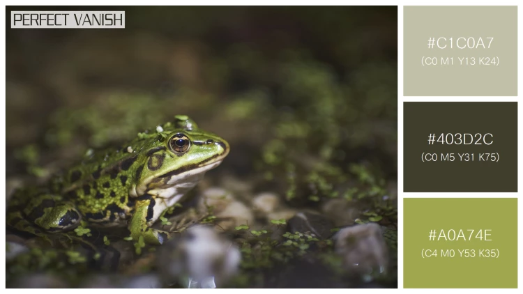 カエルの無料配色パターン 3 フリー closeup green frog