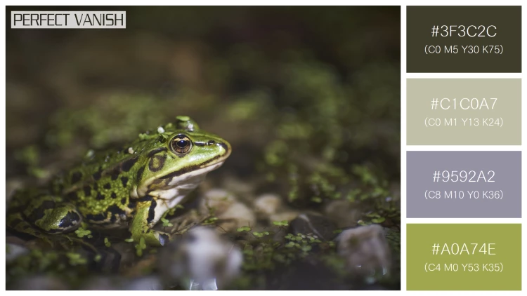 カエルの無料配色パターン 4 フリー closeup green frog