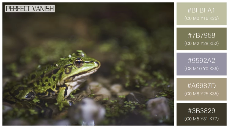 カエルの無料配色パターン 5 フリー closeup green frog