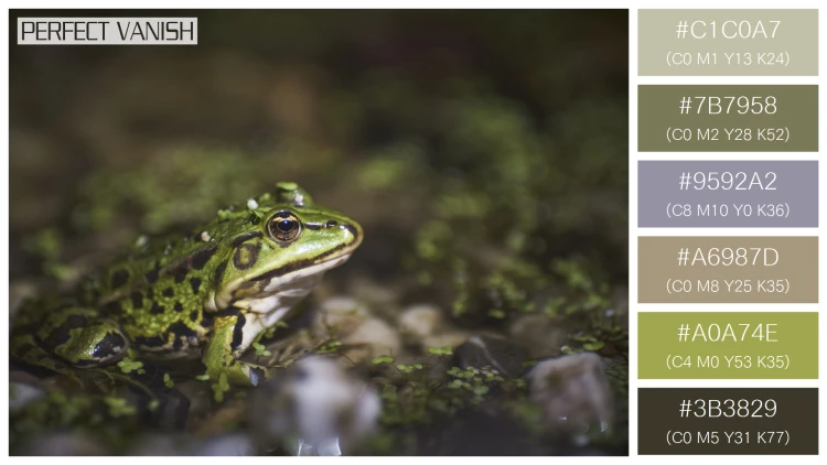 カエルの無料配色パターン 6 フリー closeup green frog