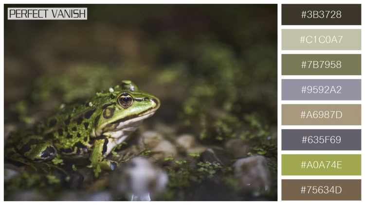 カエルの無料配色パターン 8 フリー closeup green frog